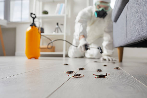Trusted Cockroach Control service in Garden Ridge, TX - Nex Pest Control